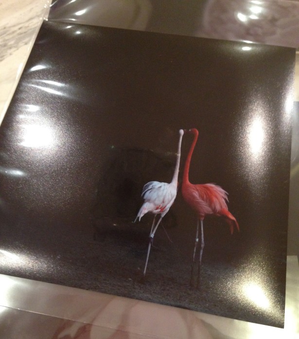 nicole cohen photograph